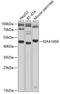 TRNA Methyltransferase 9B (Putative) antibody, A31933, Boster Biological Technology, Western Blot image 