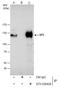 Sp3 Transcription Factor antibody, GTX129426, GeneTex, Immunoprecipitation image 