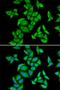 Small Nuclear Ribonucleoprotein Polypeptide E antibody, orb167394, Biorbyt, Immunocytochemistry image 