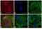Rat IgG Isotype Control antibody, A-11007, Invitrogen Antibodies, Immunofluorescence image 