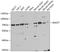 RNA Guanylyltransferase And 5'-Phosphatase antibody, 22-217, ProSci, Western Blot image 