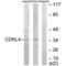 Cyclin Dependent Kinase Like 4 antibody, A16582, Boster Biological Technology, Western Blot image 