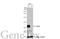 Lactate Dehydrogenase B antibody, GTX101747, GeneTex, Western Blot image 