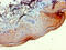Branched Chain Amino Acid Transaminase 2 antibody, CSB-PA002601LA01HU, Cusabio, Immunohistochemistry frozen image 