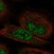 Fibroblast Growth Factor 12 antibody, HPA071557, Atlas Antibodies, Immunofluorescence image 