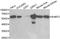 Serine Hydroxymethyltransferase 2 antibody, orb49118, Biorbyt, Western Blot image 