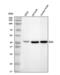 Glutamate-Ammonia Ligase antibody, A03191-3, Boster Biological Technology, Western Blot image 