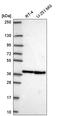 Arginine And Glutamate Rich 1 antibody, HPA056792, Atlas Antibodies, Western Blot image 