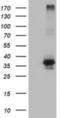 O-Sialoglycoprotein Endopeptidase antibody, NBP2-00823, Novus Biologicals, Western Blot image 