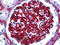 CD34 antibody, 51-658, ProSci, Immunohistochemistry paraffin image 