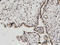 H2A Histone Family Member V antibody, LS-C134118, Lifespan Biosciences, Immunohistochemistry paraffin image 