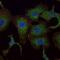 RAB25, Member RAS Oncogene Family antibody, GTX82785, GeneTex, Immunofluorescence image 