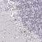 Actin Like 6B antibody, HPA045126, Atlas Antibodies, Immunohistochemistry frozen image 