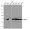 Switching B Cell Complex Subunit SWAP70 antibody, PA5-78432, Invitrogen Antibodies, Western Blot image 