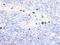 Myeloid Associated Differentiation Marker antibody, M10244, Boster Biological Technology, Immunohistochemistry frozen image 