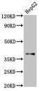 Galanin Receptor 1 antibody, LS-C670200, Lifespan Biosciences, Western Blot image 