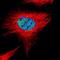 DNA-directed RNA polymerase III subunit RPC1 antibody, orb69861, Biorbyt, Immunofluorescence image 