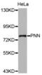 Pinin, Desmosome Associated Protein antibody, abx004543, Abbexa, Western Blot image 