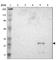 Ankyrin Repeat And SOCS Box Containing 6 antibody, HPA004341, Atlas Antibodies, Western Blot image 