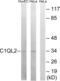 Complement C1q Like 2 antibody, abx014383, Abbexa, Western Blot image 