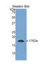 Relaxin 3 antibody, LS-C688158, Lifespan Biosciences, Western Blot image 