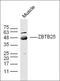 Zinc finger and BTB domain-containing protein 25 antibody, orb158748, Biorbyt, Western Blot image 