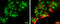 POU Class 3 Homeobox 2 antibody, GTX114650, GeneTex, Immunofluorescence image 