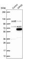 MPN Domain Containing antibody, NBP2-31009, Novus Biologicals, Western Blot image 