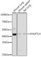 Angiopoietin-related protein 4 antibody, GTX30047, GeneTex, Western Blot image 
