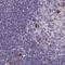 Protein pellino homolog 2 antibody, NBP2-33679, Novus Biologicals, Immunohistochemistry frozen image 