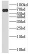 Peptidylprolyl Isomerase Domain And WD Repeat Containing 1 antibody, FNab06741, FineTest, Western Blot image 