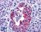 Gastric Inhibitory Polypeptide Receptor antibody, LS-A3839, Lifespan Biosciences, Immunohistochemistry frozen image 