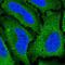 Solute Carrier Family 38 Member 5 antibody, PA5-61506, Invitrogen Antibodies, Immunofluorescence image 