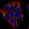 Man1a antibody, HPA053198, Atlas Antibodies, Immunocytochemistry image 