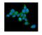 Heat Shock Protein Family A (Hsp70) Member 1A antibody, M00949-2, Boster Biological Technology, Immunofluorescence image 