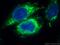 Mitochondrial Ribosomal Protein S28 antibody, 16378-1-AP, Proteintech Group, Immunofluorescence image 