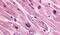 Cholinergic Receptor Muscarinic 3 antibody, PA5-32708, Invitrogen Antibodies, Immunohistochemistry frozen image 
