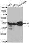 Mitogen-Activated Protein Kinase Kinase 2 antibody, TA326800, Origene, Western Blot image 