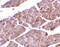 Short transient receptor potential channel 3 antibody, 3905, ProSci, Immunohistochemistry paraffin image 