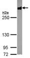 Filamin B antibody, GTX101206, GeneTex, Western Blot image 