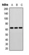 ETS Transcription Factor ELK1 antibody, orb393273, Biorbyt, Western Blot image 
