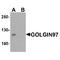 Golgin A1 antibody, TA349185, Origene, Western Blot image 