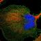 BAI1 Associated Protein 2 Like 1 antibody, HPA019484, Atlas Antibodies, Immunofluorescence image 
