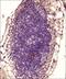 CD13 antibody, NB100-64843, Novus Biologicals, Immunohistochemistry paraffin image 