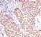 IL-12 antibody, orb248606, Biorbyt, Immunohistochemistry paraffin image 