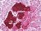 NDRG Family Member 4 antibody, orb95441, Biorbyt, Immunohistochemistry paraffin image 