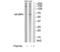 Imp2 antibody, TA326280, Origene, Western Blot image 