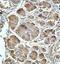 Pancreatic lipase antibody, orb78459, Biorbyt, Immunohistochemistry paraffin image 