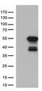 Mitochondrial Translation Release Factor 1 antibody, TA813119, Origene, Western Blot image 