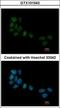Serum Response Factor antibody, GTX101043, GeneTex, Immunocytochemistry image 